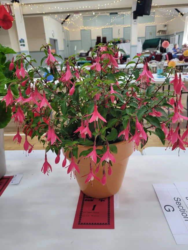 Flower Show at Trefnant Village Hall